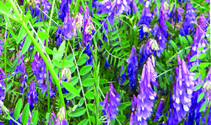 image: vetch, ecology action